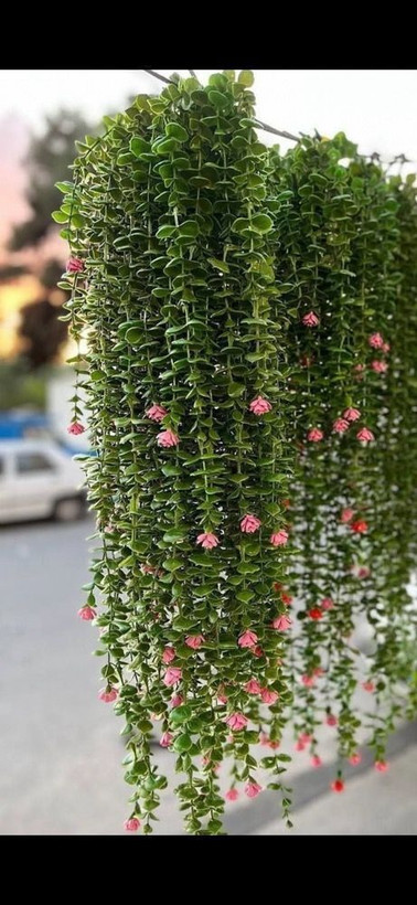 شمشاداویزگلدارباگل نارنجی